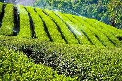 افتتاح و بهره‌برداری از ۱۲ پروژه سازمان چای کشور در دهه فجر
