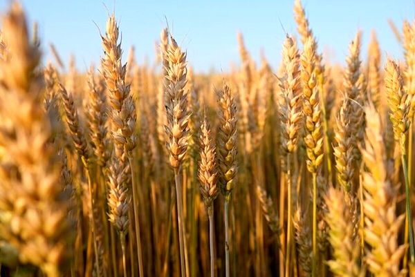 پیش‌بینی خرید ۸ تا ۸.۵ میلیون تن گندم از کشاورزان/رشد بیش از ۶ برابر سطح کشت قراردادی گندم آبی