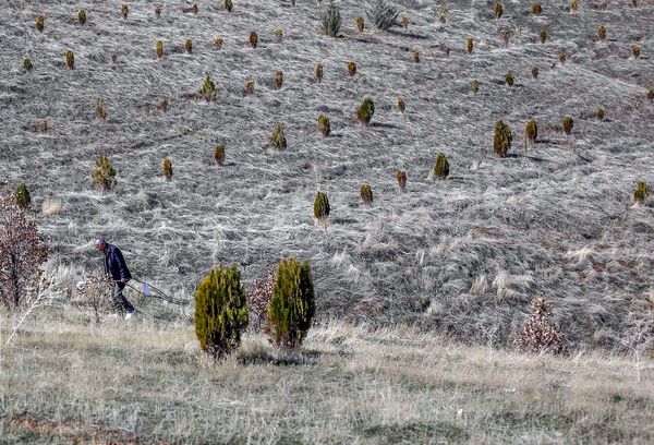 رکورد جهانی کاشت همزمان 100 هزار درخت توسط ایران شکسته شد
